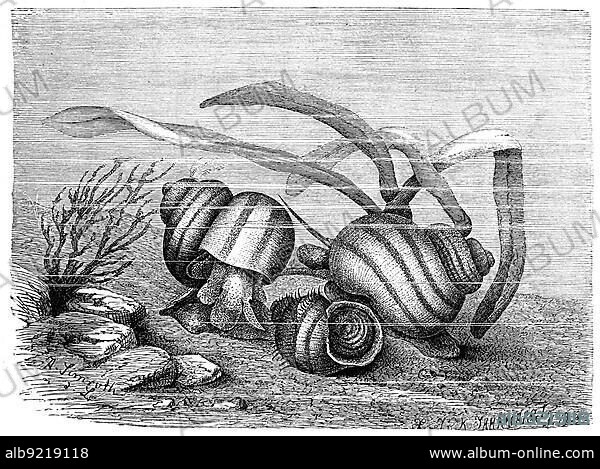 Live-bearing swamp snail, Paludina vivipara, lace swamp cover snail, Viviparus contectus, a freshwater snail of the swamp cover snail family, Historic, digitally restored reproduction from a 19th century original.