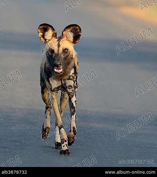 African Wild Dog, African Hunting Dog or African Painted Dog (Lycaon pictus), walking on a road, early morning, Kruger National Park, South Africa, Africa.