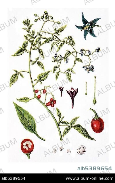 Bittersweet nightshade (Solanum dulcamara), medicinal plant, historical chromolithography, circa 1796.