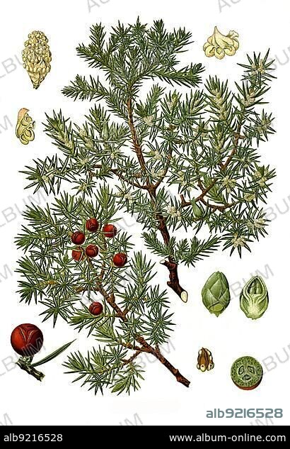 Medicinal plant, cade (Juniperus oxycedrus) is a species of plant from the cypress family, Historic, digitally restored reproduction from an 18th century original.