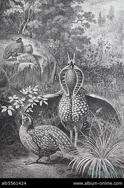 Tragopans ist eine Vogelgattung aus der Familie der Phasianidae, die gemeinhin als Hornfasan bezeichnet wird, History, digitale Reproduktion einer Originalvorlage aus dem 19. Jahrhundert.