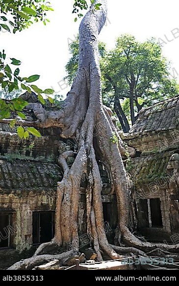 Ta Prohm temple complex, strangler fig (Ficus sp.), Angkor, Siem Reap, Cambodia, Southeast Asia, Asia.
