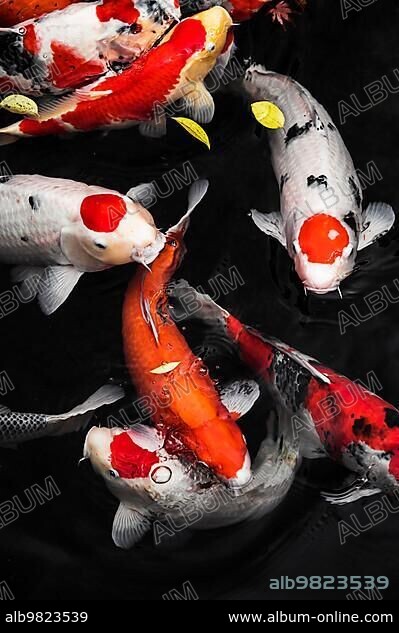 Top view colorful koi fishes. - Album alb9823539