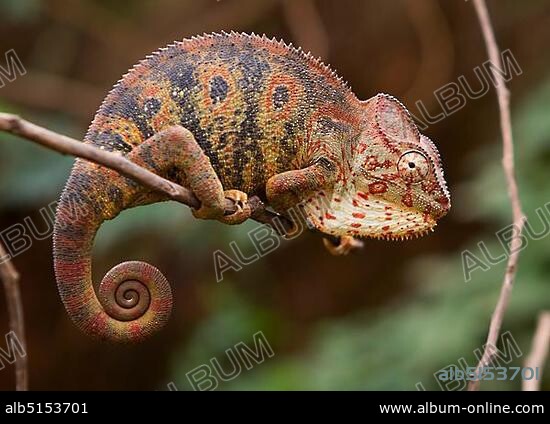 Malagasy giant chameleon (Furcifer oustaleti), female, pregnant, Ivato, Antananarivo, central highlands, Madagascar, Africa.