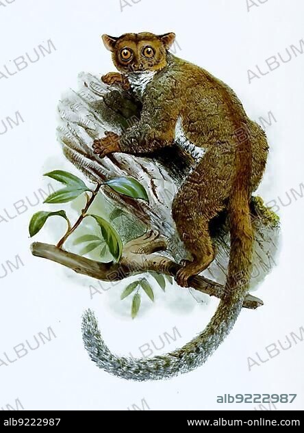 Galago, Galago elegantulus, primate family from the group of wet-nosed monkeys, Historic, digitally restored reproduction of an original from the 19th century, exact original date unknown.