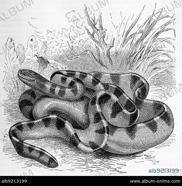 Reptiles, Striped snake, Hydrophis cyanocinctus belongs to the sea snakes within the family of elapid snakes (Elapidae), Historical, digitally restored reproduction from a 19th century original.