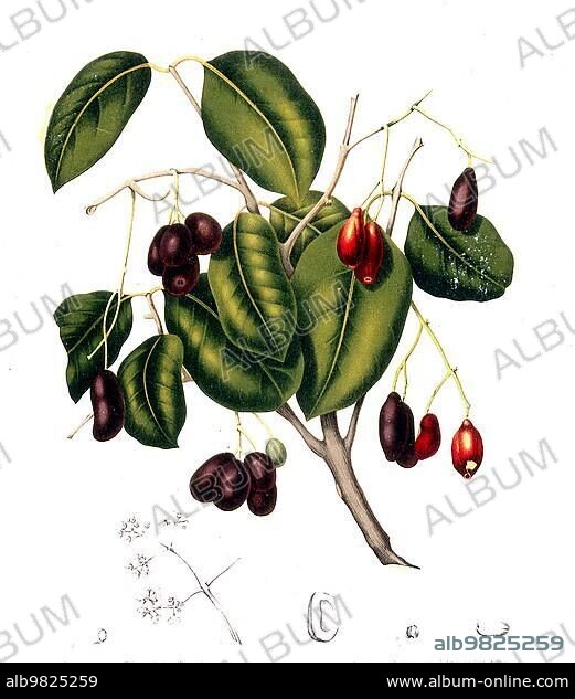 Syzygium cumini; commonly known as Malabar plum; Java plum; black plum; Jamun; Jaman; Jambul or Jambolan; is a tropical evergreen tree of the myrtle family; prized for its fruit; wood and ornamental value; Historic; digitally enhanced reproduction of a period original.
