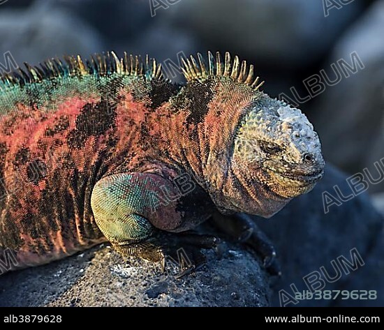 Marine Iguana (Amblyrhynchus cristatus), Floreana, Galápagos Islands, Ecuador, South America.