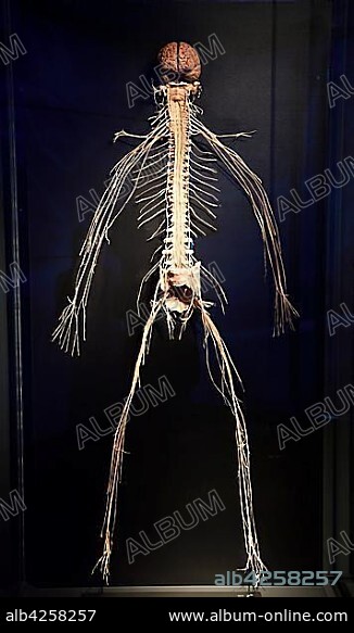 Plastinate, human body, nervous system, Body Worlds, Menschen Museum, Berlin, Germany, Europe.