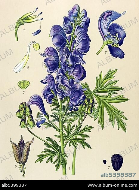 Historic illustration, Wolf's Bane (Aconitum napellus), poisonous plant, medicinal plant.