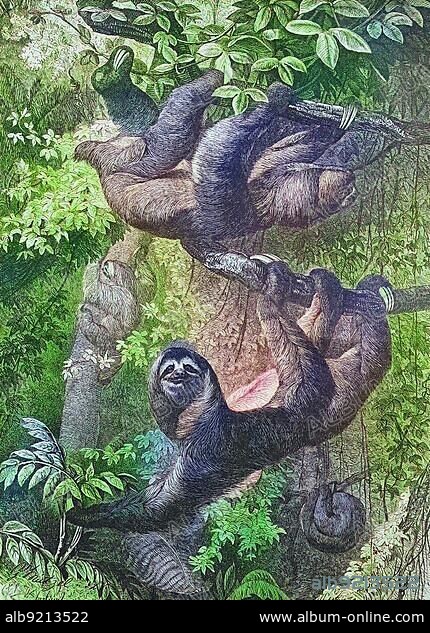 Ai, Sloth, Historical, digitally restored reproduction of an original from the 19th century.
