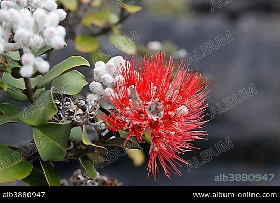 Red blossom of the Ohi?a lehua tree (Metrosideros polymorpha), endemic plant, Kilauea volcano, Big Island, Hawaii, USA, North America.