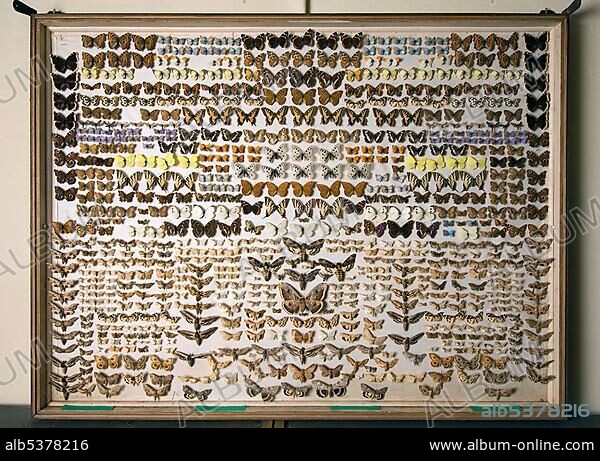 Butterfly collection at the Museum of Natural History in Berlin, Germany, Europe.
