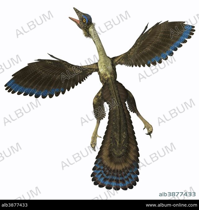 【原画】Archaeopteryx don't know the kimono. 原画】Archaeopteryx don't know the kimono.