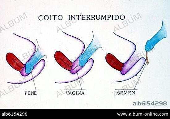 EL CUERPO HUMANO COITO INTERRUMPIDO.