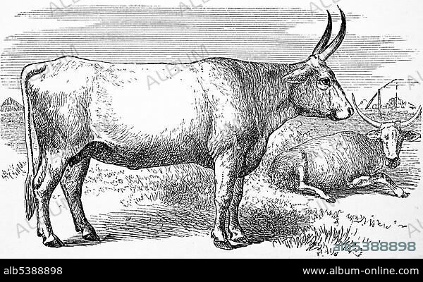 Cattle breed, Zebu, 1881, historical woodcut illustration, Africa.