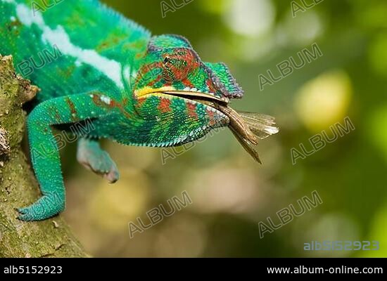 Male Panther Chameleon (Furcifer pardalis), Madagascar, Africa.