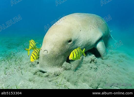 Dugong (Dugong dugon) and three Golden Trevally fish (Gnathanodon speciosus), Shaab Marsa Alam, Red Sea, Egypt, Africa.