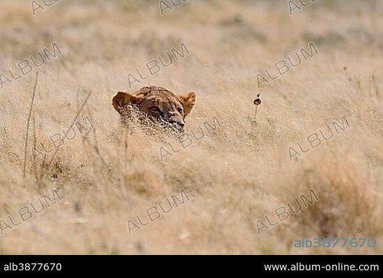 African lion (Panthera leo), young male lying in dry grass, alert, Etosha National Park, Namibia, Africa.