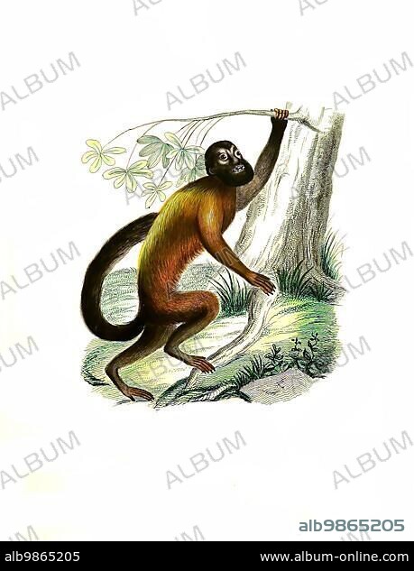 Mammals, Pithecia israelita, red-backed bearded saki (Chiropotes chiropotes), a primate species from the group of New World monkeys, Historic, digitally restored reproduction of an original from 1860.