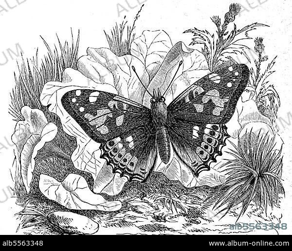Distelfalter (Vanessa cardui) ist ein Schmetterling aus der Familie der Edelfalter, digital restaurierte Reproduktion einer Originalvorlage aus dem 19. Jahrhundert, genaues Originaldatum nicht bekannt.