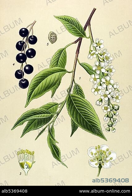 Historic illustration, Bird Cherry (Prunus padus), Rosaceae.