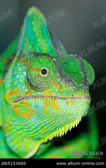 Veiled Chameleon or Yemen Chameleon (Chamaeleo calyptratus), portrait, native to the south of the Arabian peninsula, in captivity, Bergkamen, North Rhine-Westphalia, Germany, Europe.