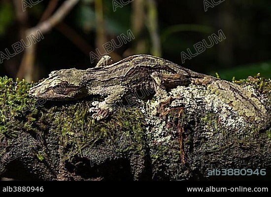Mossy leaf-tailed gecko (Uroplatus sikorae), male on mossed tree trunk, Andasibe National Park, Madagascar, Africa.