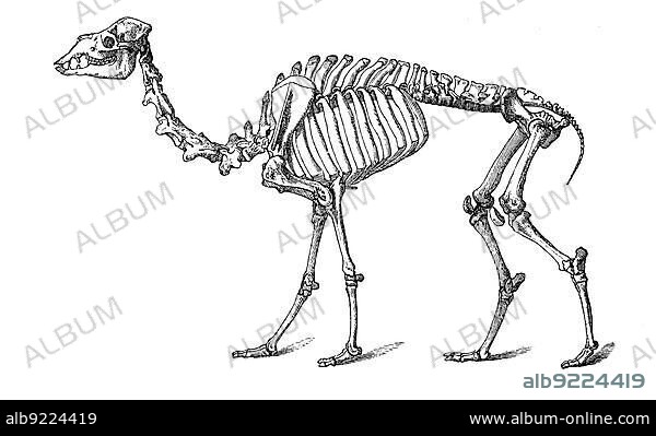 Skeleton of the dromedary (Camelus dromedarius), one-humped or dromedary, a species of mammal from the genus Old World camels within the camel family, Historical, digitally restored reproduction from an 18th century original.
