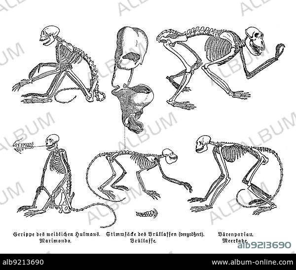 Evolution, skeleton, skeleton of the hulman, howler monkey and guenon, ape species, digitally restored reproduction of a 19th century original, exact original date not known.