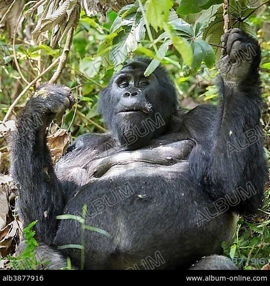 Mountain gorilla (Gorilla beringei beringei) sits in bush and eats, Bwindi Impenetrable National Park, Uganda, Africa.