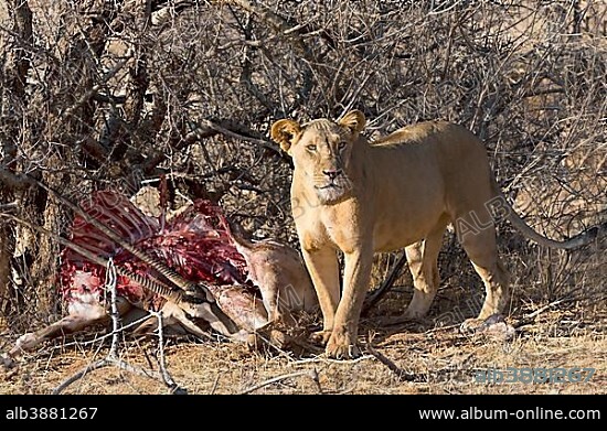 Lioness (Panthera leo) with East African oryx or beisa (Oryx Beisa) prey hidden in bushes, Samburu National Reserve, Kenya, Africa.