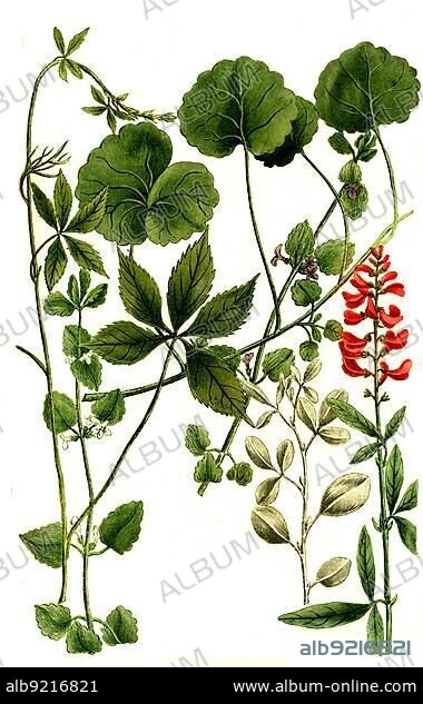 Botany, Plants, Ivy (Hedera) indica, terrestris major, terrestris minor (Hedysarum) argenteum, canadense trifoliate Feldschön, Historical, digitally restored reproduction from a 19th century original.