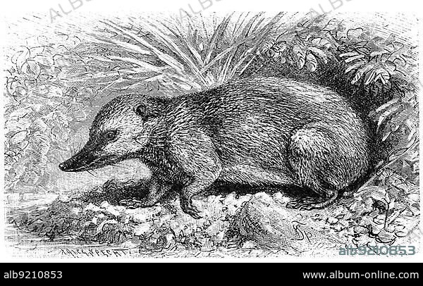 Große Tenrek, auch Großer Tanrek, tailless tenrec (Tenrec ecaudatus), also known as the common tenrec, Historic, digitally restored reproduction of a 19th century original, exact original date unknown.