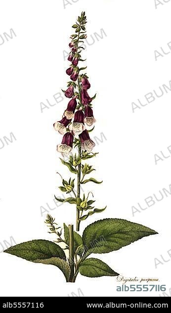Roter Fingerhut (Digitalis purpurea), auch Fingerhut, Fingerkraut, Fuchskraut, Schwulstkraut, Heilpflanze, Giftpflanze, digital restaurierte Reproduktion einer Originalvorlage aus dem 19. Jahrhundert, genaues Originaldatum nicht bekannt.