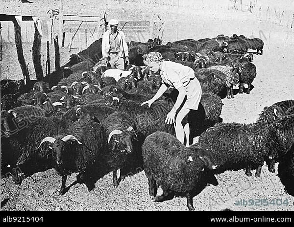 Young farmer's woman with her Karakul flock, Karakul sheep, German farm, German Southwest, Colony, Namibia, Historic, digitally restored reproduction of an original artwork from the early 20th century, exact original date unknown, Africa.