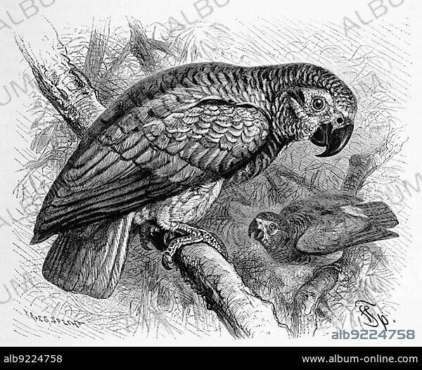 Bird, african grey parrot (Psittacus erithacus), Jako, a species of bird from the family of the actual parrots, Historic, digitally restored reproduction from an 18th century original.