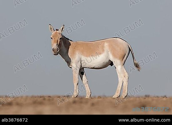 Onager or Asiatic wild ass (Equus hemionus), endangered species, in the blistering heat of a salt pan, little Rann of Kutch, Gujarat, India, Asia.