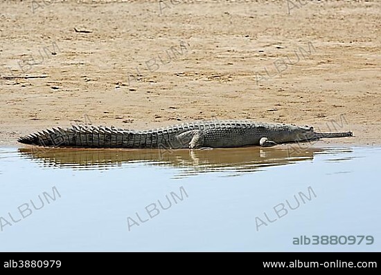 Indian Gharial, Gavial or Fish-eating Crocodile (Gavialis gangeticus) lying on the shore, Uttar Pradesh, India, Asia.