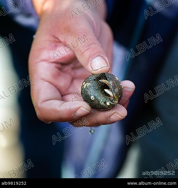 Hand holding snail shell with hermit crab (Eupagurus bernhardus); natural history; educational work in the Wadden Sea National Park; Sylt; Germany; Europe.