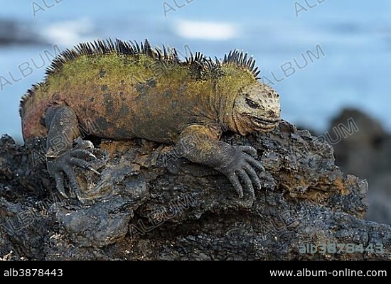 Galápagos marine iguana (Amblyrhynchus cristatus) lying on lava rock, Isabela Island, Galápagos, Ecuador, South America.