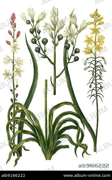 Ramosus, Asphodelus albus minor, Asphodelus luteus minor, plants from a plant genus in the subfamily of the Asphodelidae (Asphodelus albus), Affodil, Historical, digitally restored reproduction of a 19th century original.