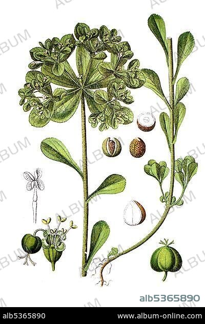 Sun spurge (Euphorbia helioscopia), medicinal plant, historical chromolithography, around 1796.