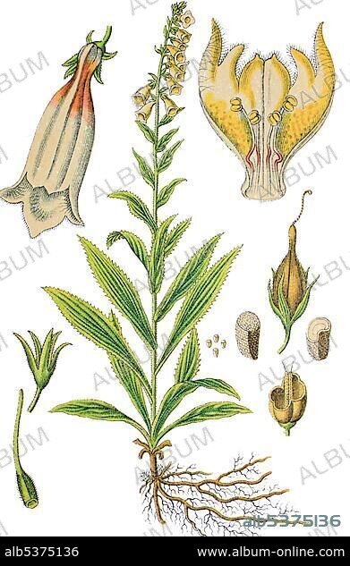 Big-flowered foxglove (Digitalis grandiflora syn. Digitalis ambigua), medicinal plant, useful plant, chromolithography, 1888.