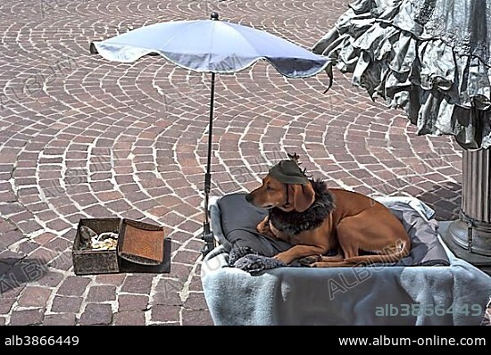Dachshund wearing hat on blanket under sunshade, street artist's dog, Innsbruck, Tyrol Austria.