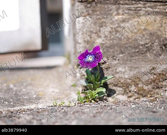 Garden pansy (Viola wittrockiana) growing on a wall, wallflower.