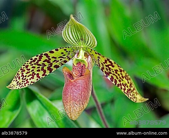 Sukhakul's Paphiopedilum orchid (Paphiopedilum sukhakulii), Chiang Mai Province, Thailand, Asia.