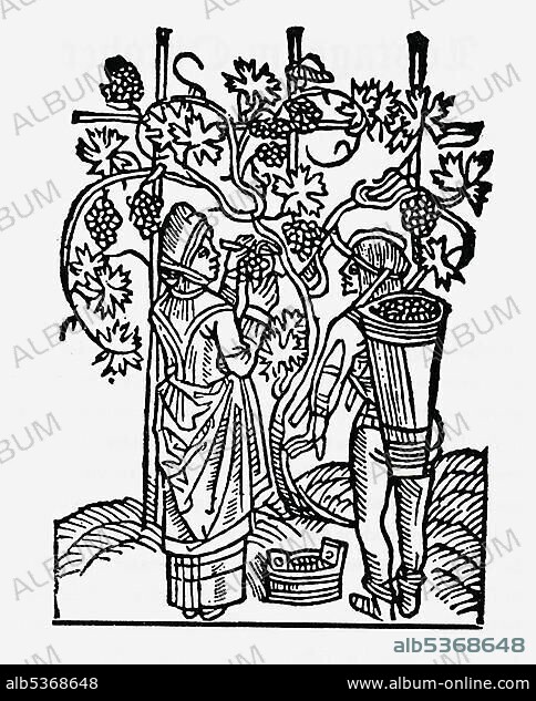 Grape gathering, wood carving from medieval times.