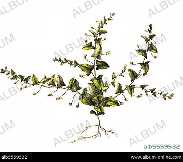 (Antirrhinum) elatine, Art der Gattung Löwenmäuler, digital restaurierte Reproduktion einer Originalvorlage aus dem 19. Jahrhundert, genaues Originaldatum nicht bekannt.