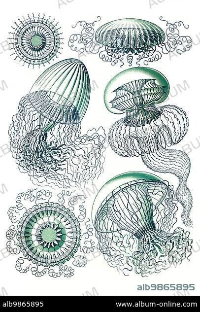 Leptomedusae, wrinkled jellyfish, synonyms Thecata, Thecaphora, Leptothecata, are cnidarians of the class Hydrozoans., Art Forms of Nature, Historical, c. 1840, digitally restored reproduction of a 19th century original.